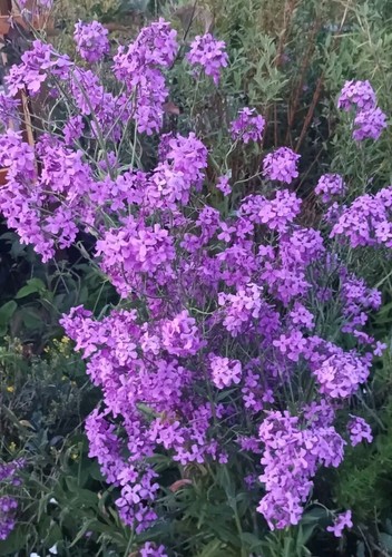 Nachtviole 500 samen hesperis - nachtviole,