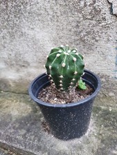 Kaktus  eingetopft im  Kunstofftopf. Blütenfarbe weiß 4 Jahre alte Pflanze