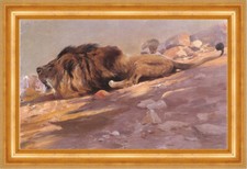 Wilhelm Kuhnert Ein sich anpirschender Löwe A lion Sand Stein Museumsgroesse 073