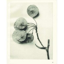 1929 PTELEA TRIFOLIATA