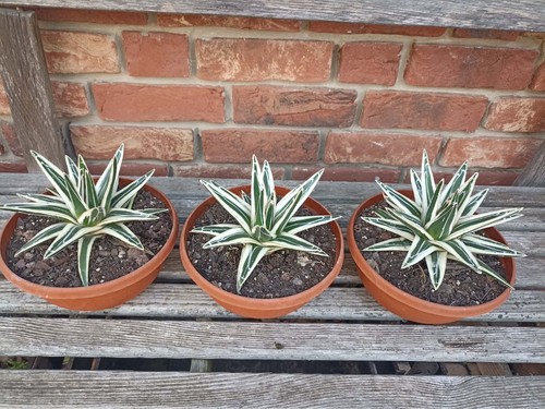 Agave victoriae reginae white - victoriae,