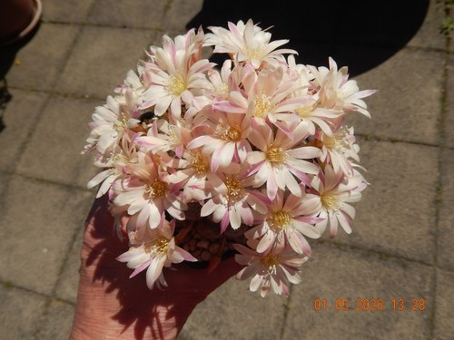 Aylostera heliosa sunrise - heliosa, cv