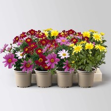 Margerite, Farben zufällig