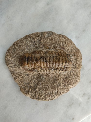 Trilobit crotalocephalus - trilobit,