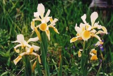 Iris x orientalis Steppen-Schwertlilie, 4 Pflanzen