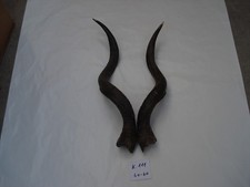 Kudu Hörner Antilope