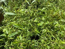 Bambus  Fargesia Rufa, winterharter Bambus, bildet keine Ausläufer 50 - 80 cm