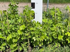 3 Stück Amerikanischer