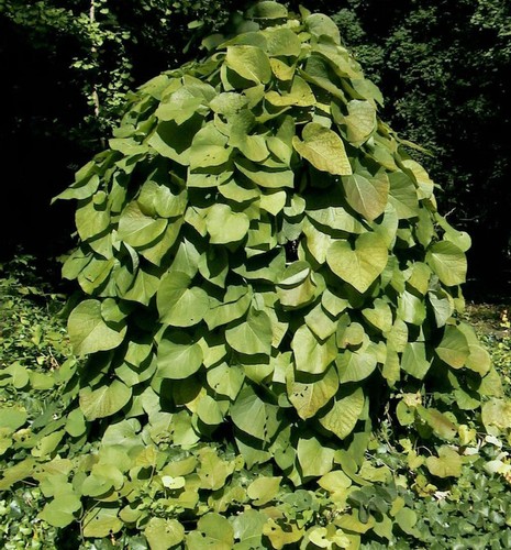 Pfeifenwinde 125 150cm - pfeifenwinde,