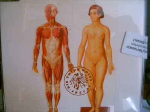 Toten hosen sexual maxi cd - -,