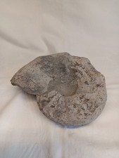 Ammonit, wohl Ceratit, Fossilie, Muschelkalk