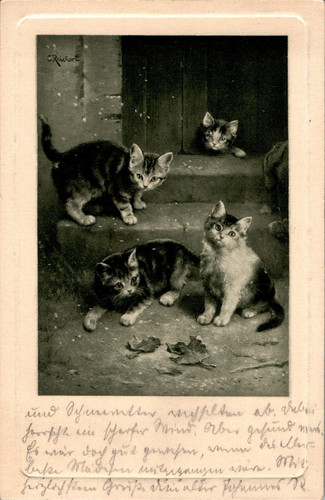 Katze katzen 1911 - ak,
