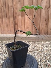 Bergahorn, Pre Bonsai, Bonsai