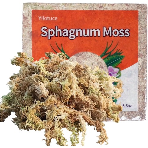 Sphagnum moos 155 pflanze - sphagnum,