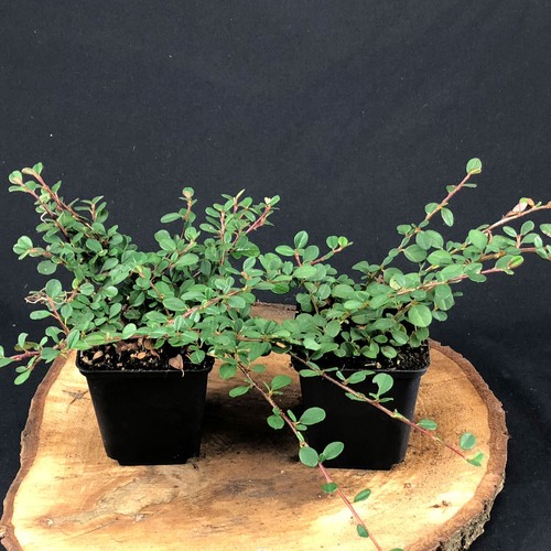 Cotoneaster queen of - pr.,