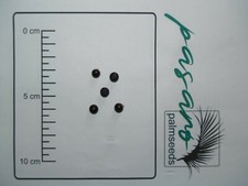 10x Palmen Samen Sabal minor var. Louisiana (Zwergpalmetto)