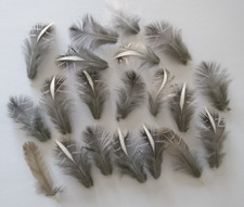 Federn Japanische Legewachteln 20 Stück Vogelfedern Basteln Floristik