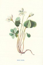 Sauerampfer aus Holz. Wilde