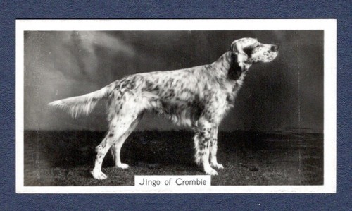 English setter jingo - english,