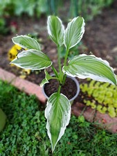 Hosta undulata, Weißrandige
