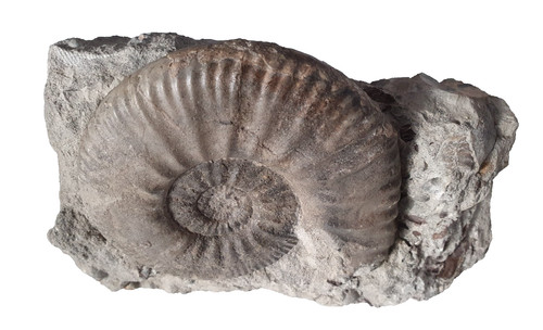 Proplanulites koenigi - ,