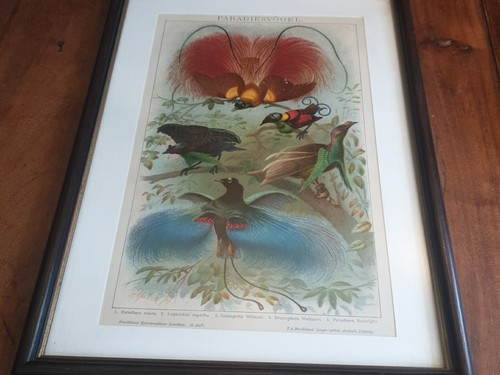 Gerahmte paradiesvogel - gerahmte,