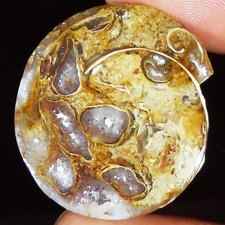 Natürlich Fossil Schnecke