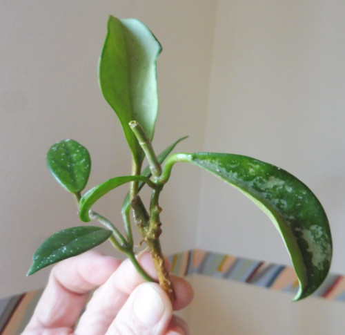 Stück ableger hoya - 🌷2, ableger🌷hoya
