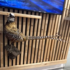 Vogel Tierpräparat Figur Deko