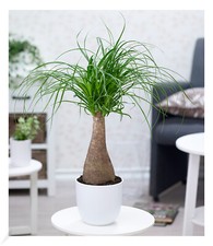 Elefantenfuß 50-60 cm hoch im 17 cm Topf,1 Pflanze Zimmerpflanze