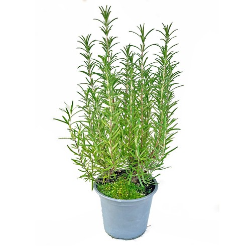 Italienischer rosmarin - ,