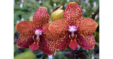 Phalaenopsis orchid phal - phalaenopsis,