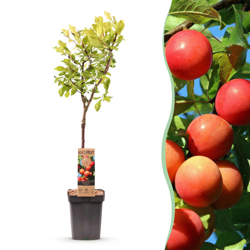 Obstpflanze pflaumenbaum - obstpflanze,