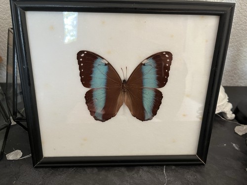 Morpho schmetterling rahmen - schmetterling, in