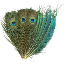 Pfauenfedern Bastel Federn