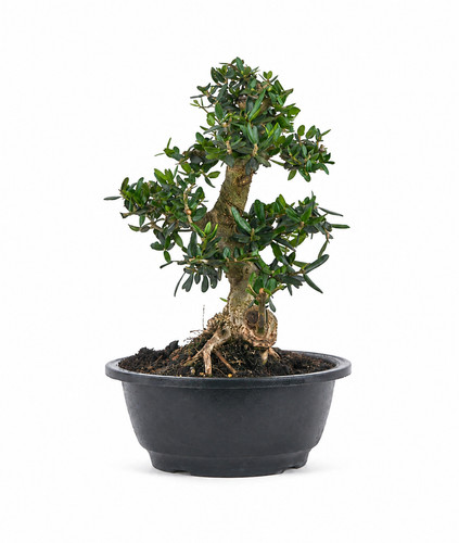 Olea europaea sylvestris - olea,