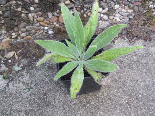 Echium wildpreti rot - -,