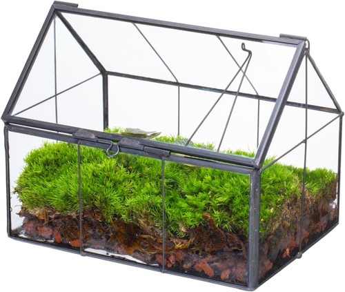 Mini glas terrarium - mini-glas-terrarium, mit