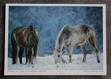 Postkarte Araber Mix,Berber,Arabische Pferde,Pferd,Tier,Tiere,AK,Ansichtskarte