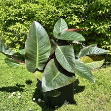 Philodendron rojo congo - 'rojo, congo'
