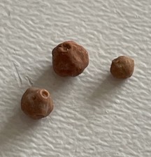 Hemistreptacron carinatum