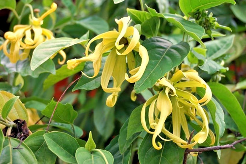 Samen parfümbaum ylang - samen,