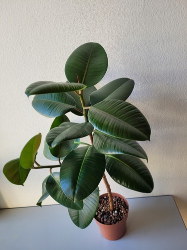 Gummibaum ficus elastica - gummibaum,