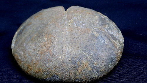 Schöner seeigel clypeus - schöner,