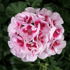 Geranie weiß-rosa, stehend