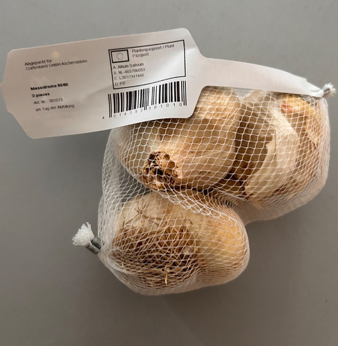 Pflanzknoblauch knoblauch - pflanzknoblauch,