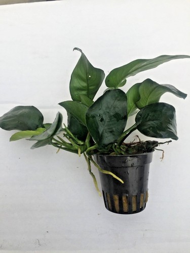 Anubias nana 3töpfe - nana,