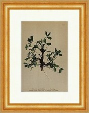 Gelbling Sibbaldia procumbens