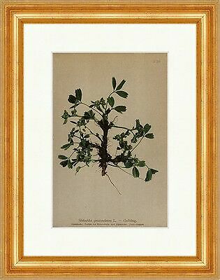 Gelbling sibbaldia procumbens - sibbaldia,