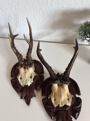 Geweih trophäe - ,